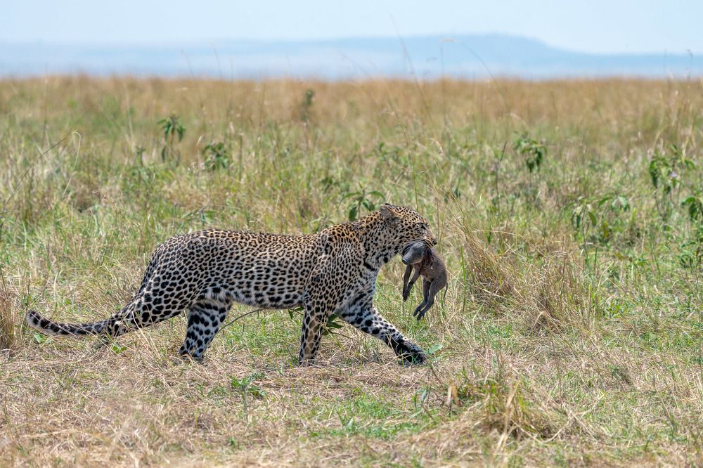 Photograph by Joji Jose