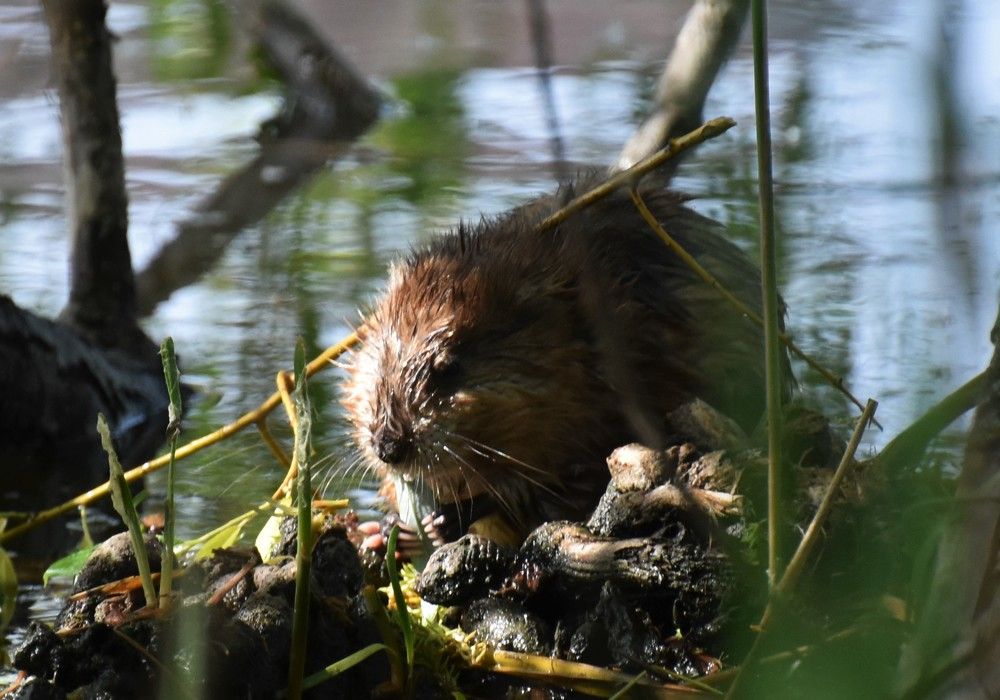 Photograph by Олександр Розум