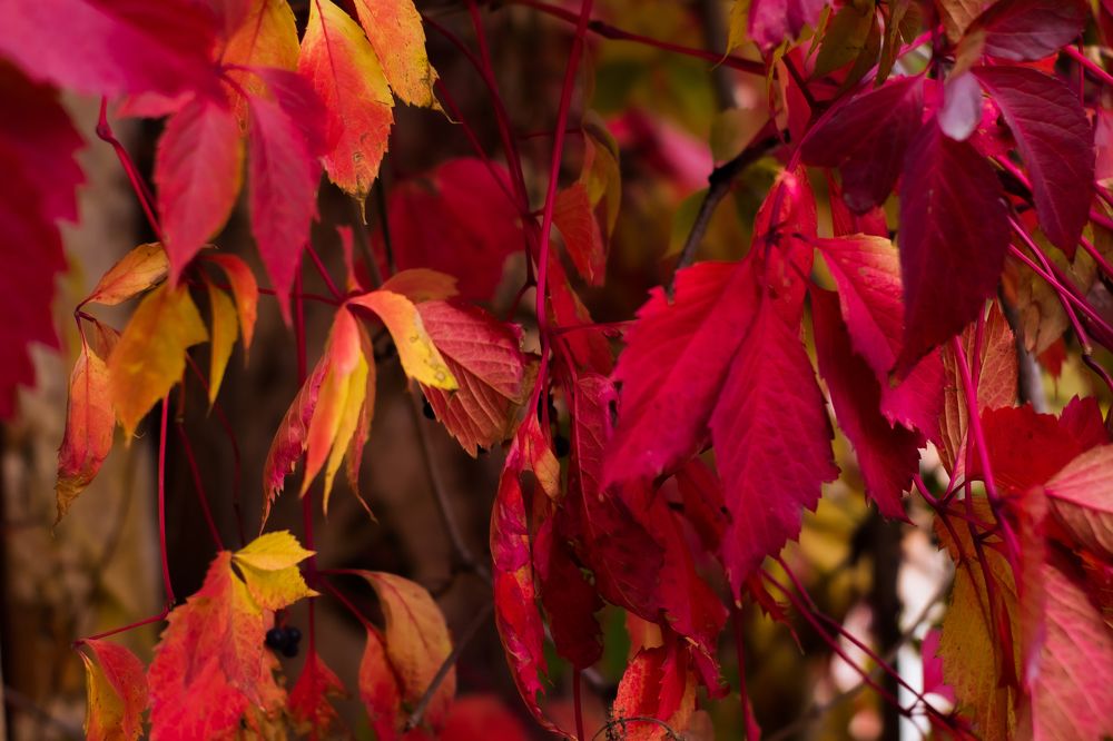 Photograph by Ирина Корнейчук