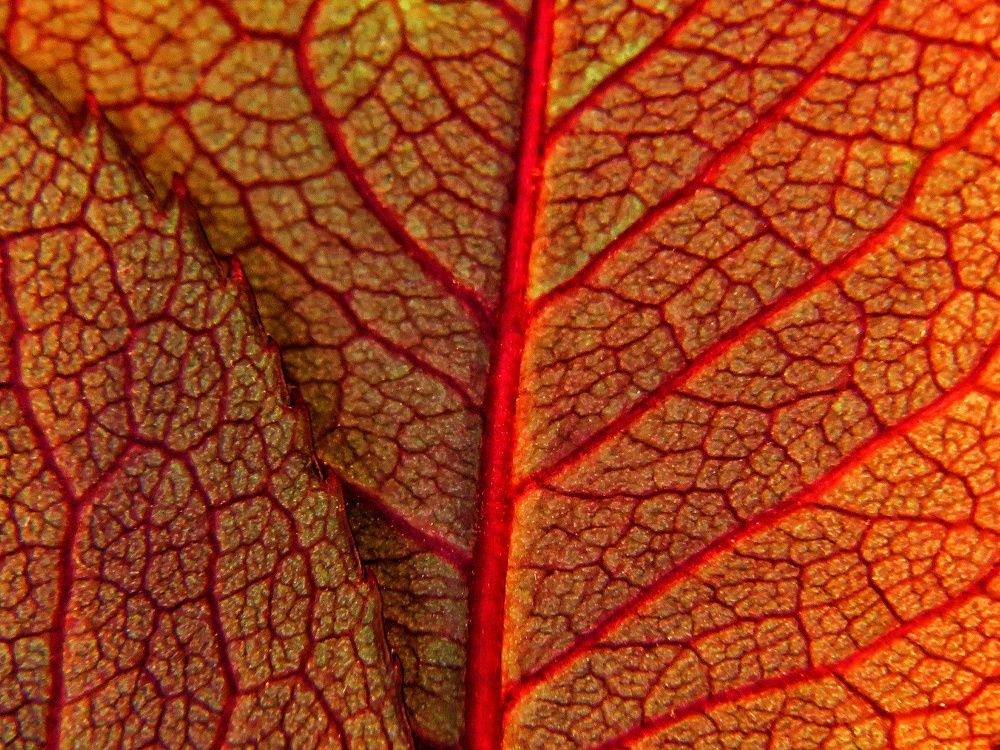 Фотография автора Mahdi Mohammadi