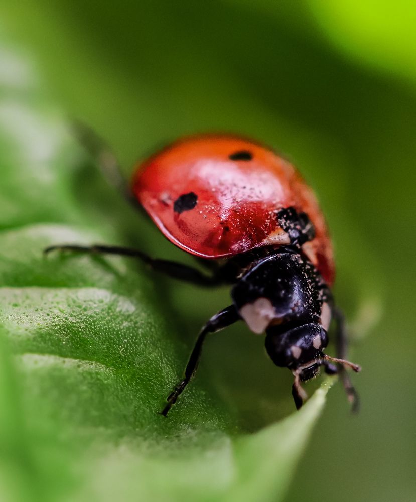 Photograph by Оксана Сафина