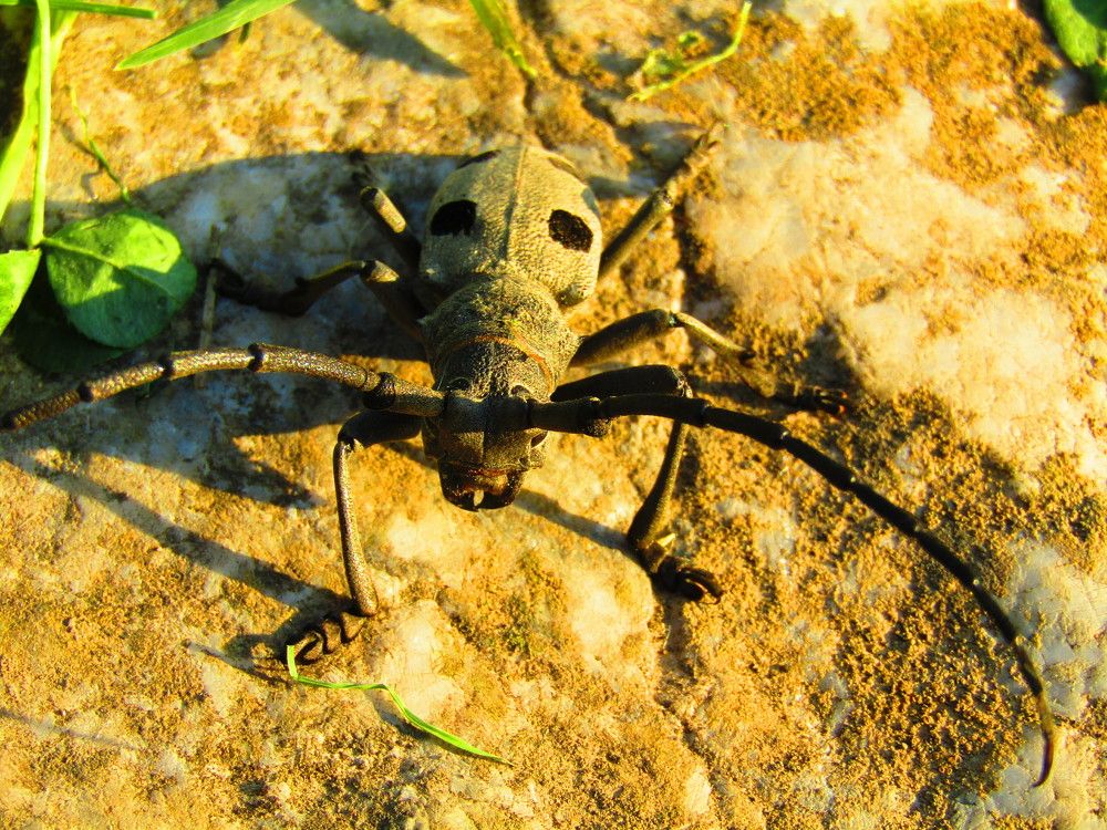 Photograph by Darko Milojevic