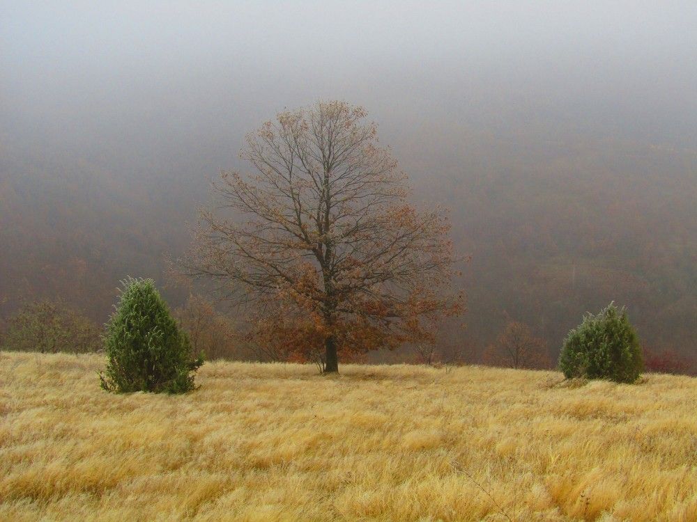 Photograph by Darko Milojevic