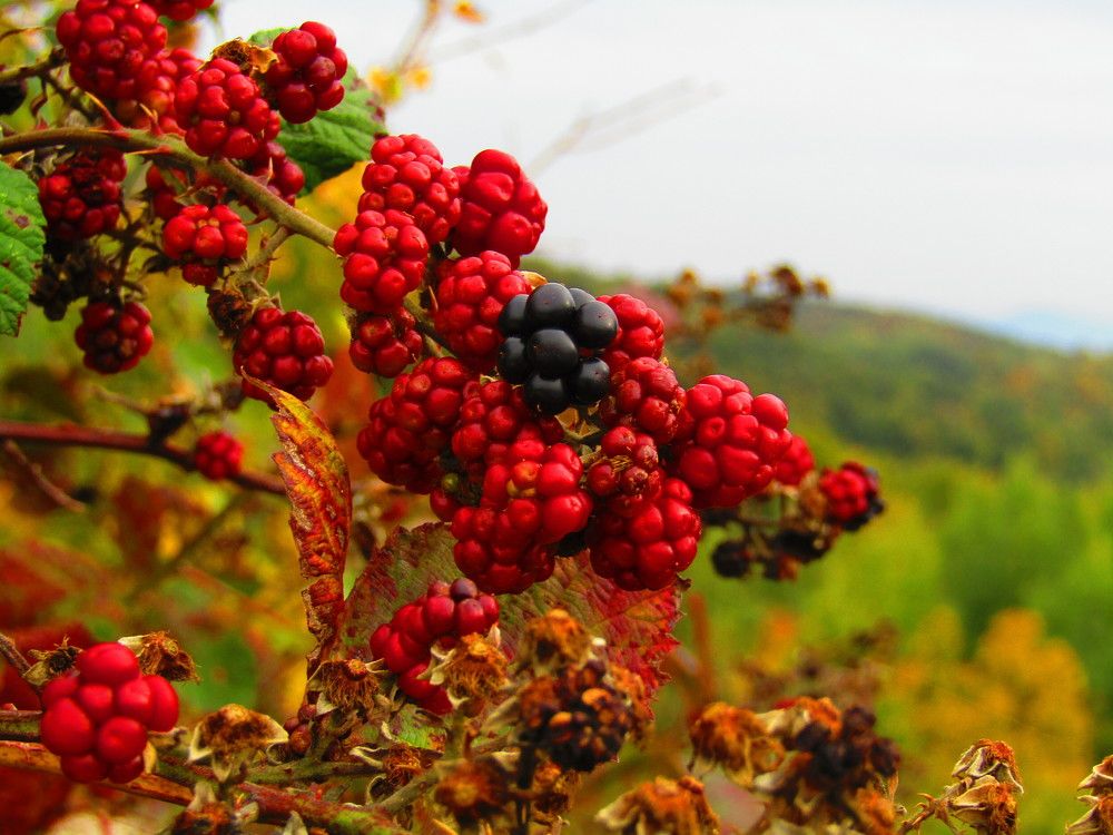 Photograph by Darko Milojevic