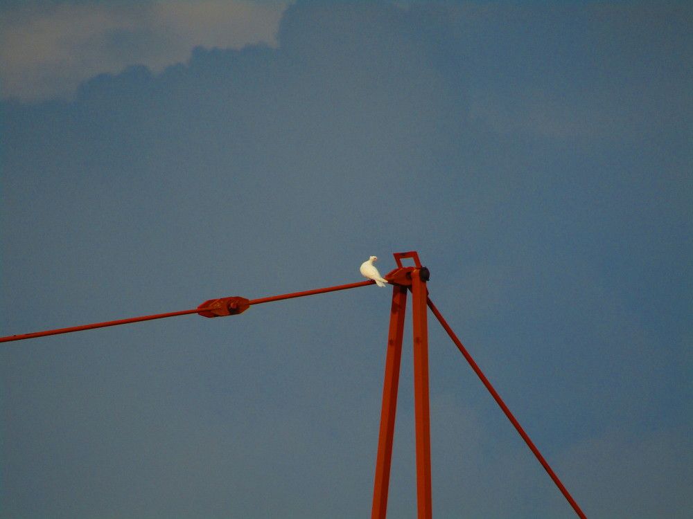 Photograph by Darko Milojevic