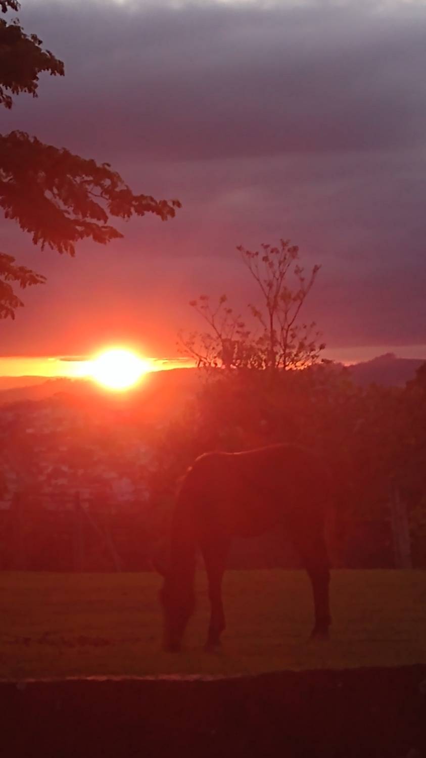 Photo #8278431