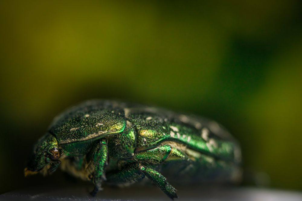 Photograph by Эдуард Масленников