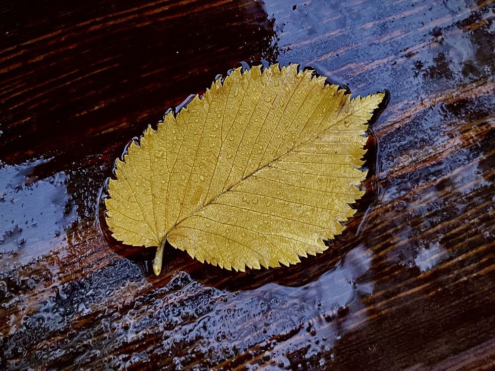 Photograph by Светлана Георкова