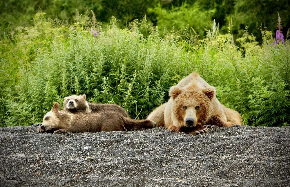 Photograph by Алексей Романов