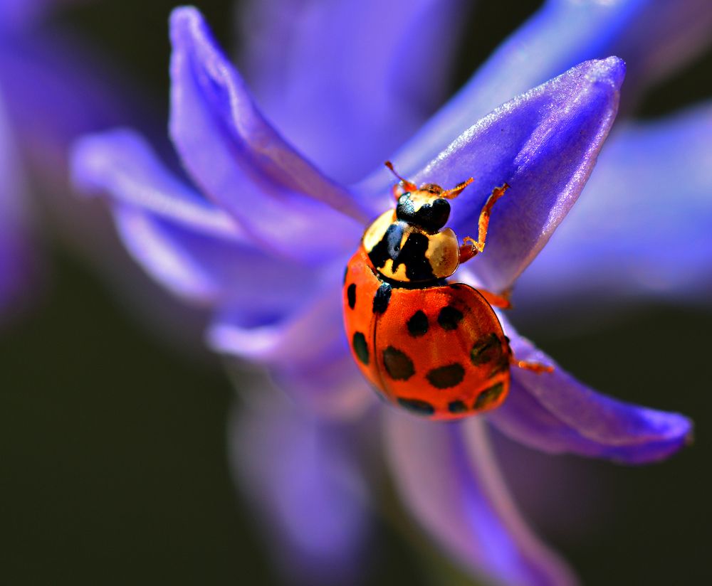 Ladybug in Summer