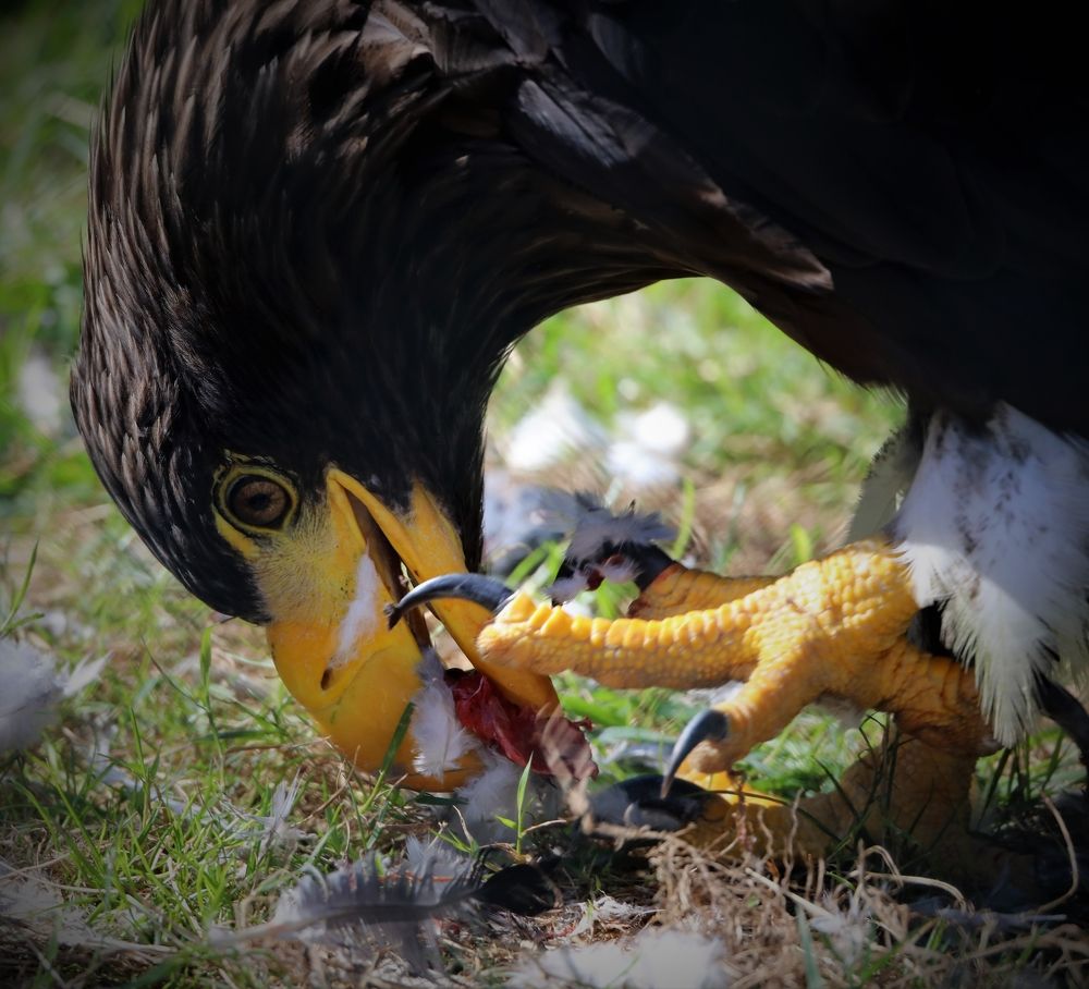 Photograph by Anja kroes