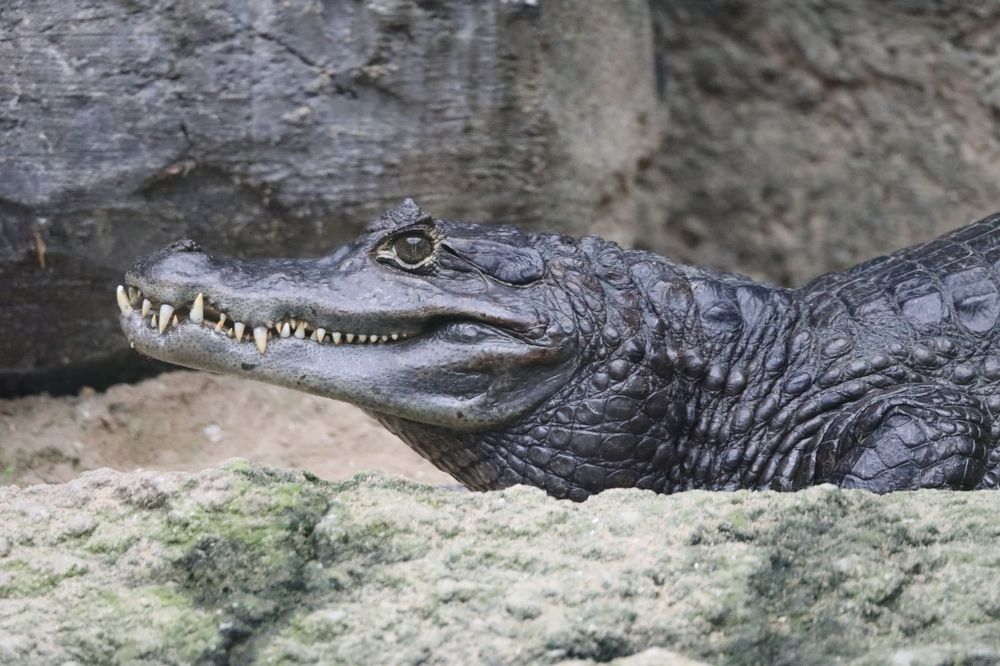 Photograph by Anja kroes