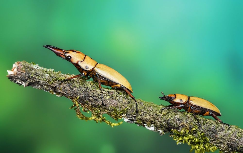 I'll be With You Forever