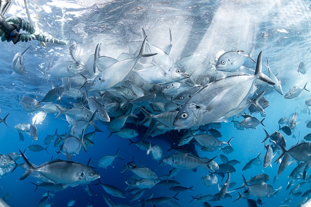 Фотография автора Ichinoseki Sayaka
