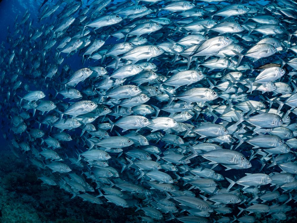 Фотография автора Ichinoseki Sayaka