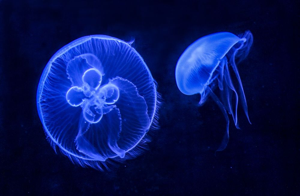 Фотография автора Marina