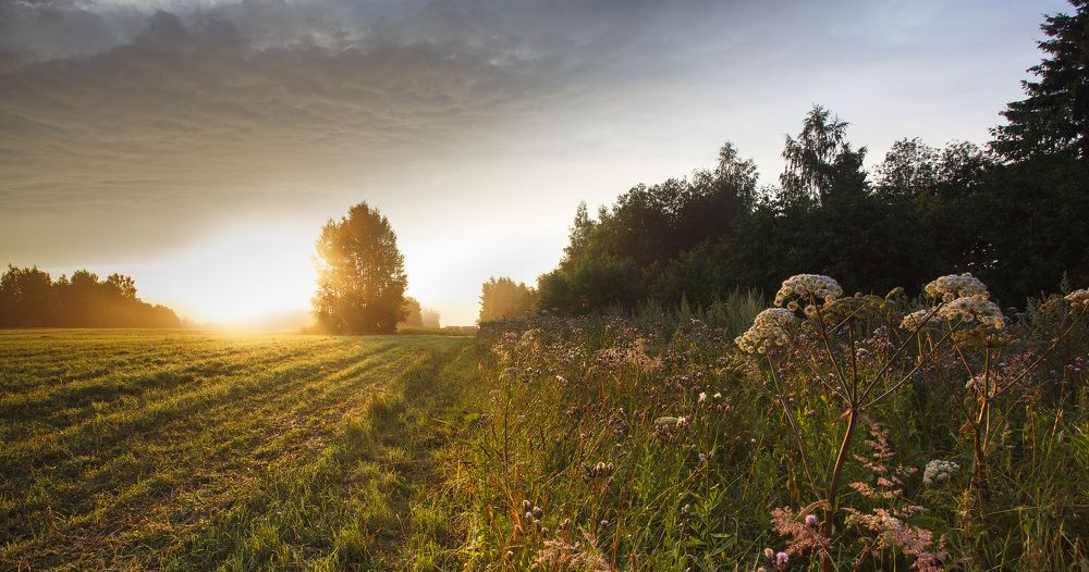 Летнее утро