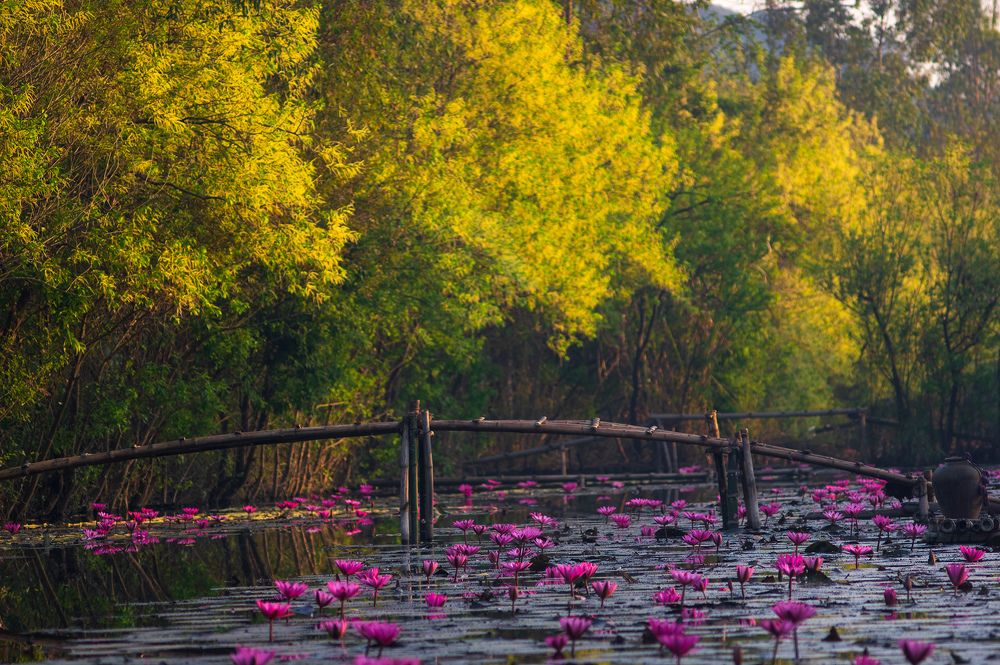 Photograph by Nguyễn Anh Tuấn