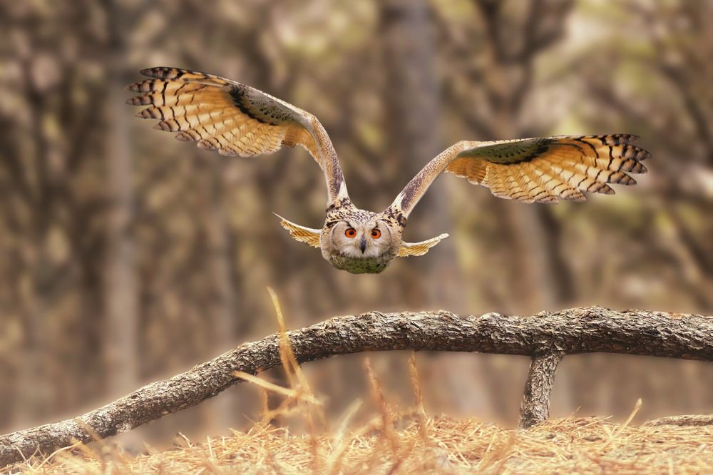 Photograph by Marco Galli