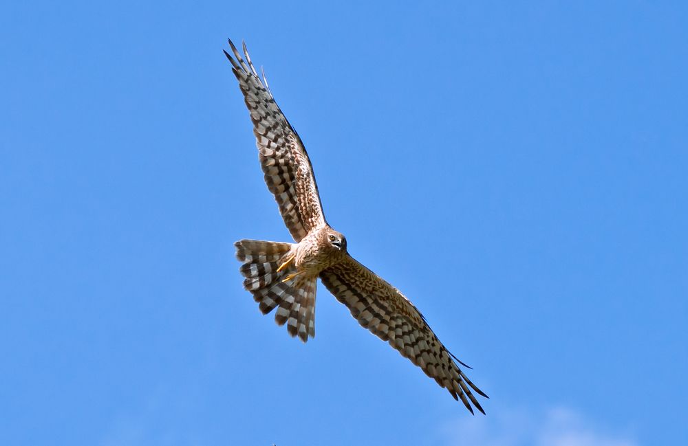 Фотография автора Наталья Ветошкина