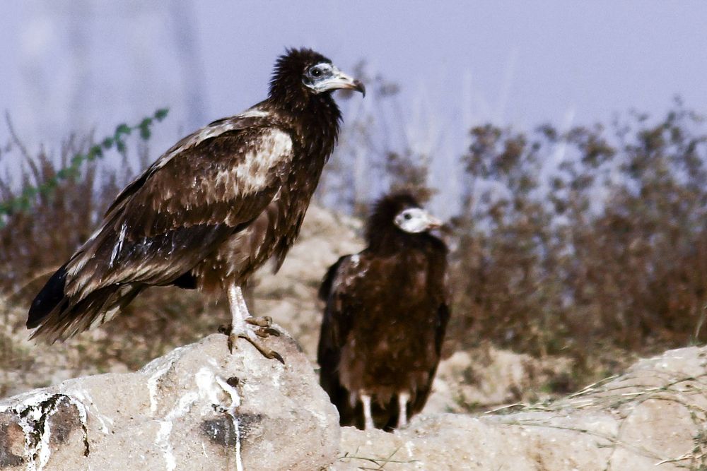 Photograph by Chintan Vyas