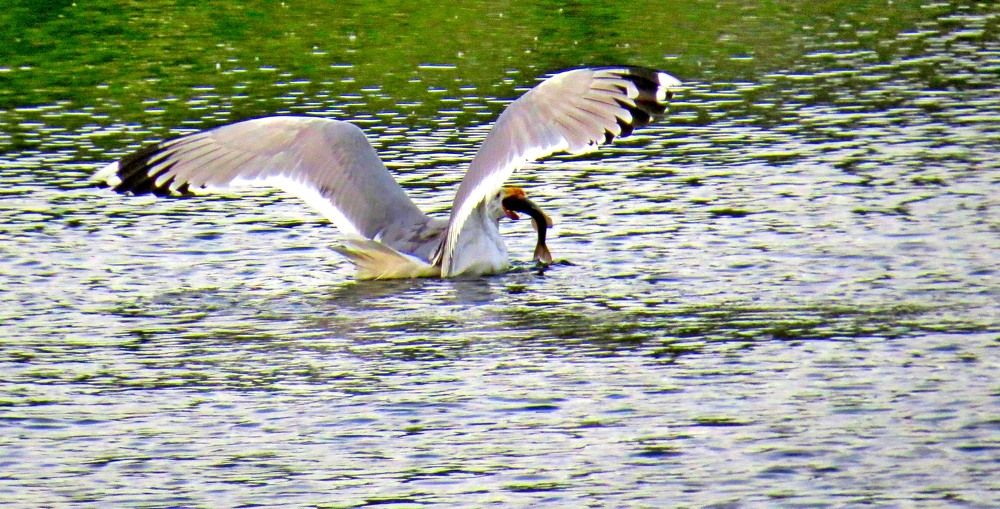 Отличный улов