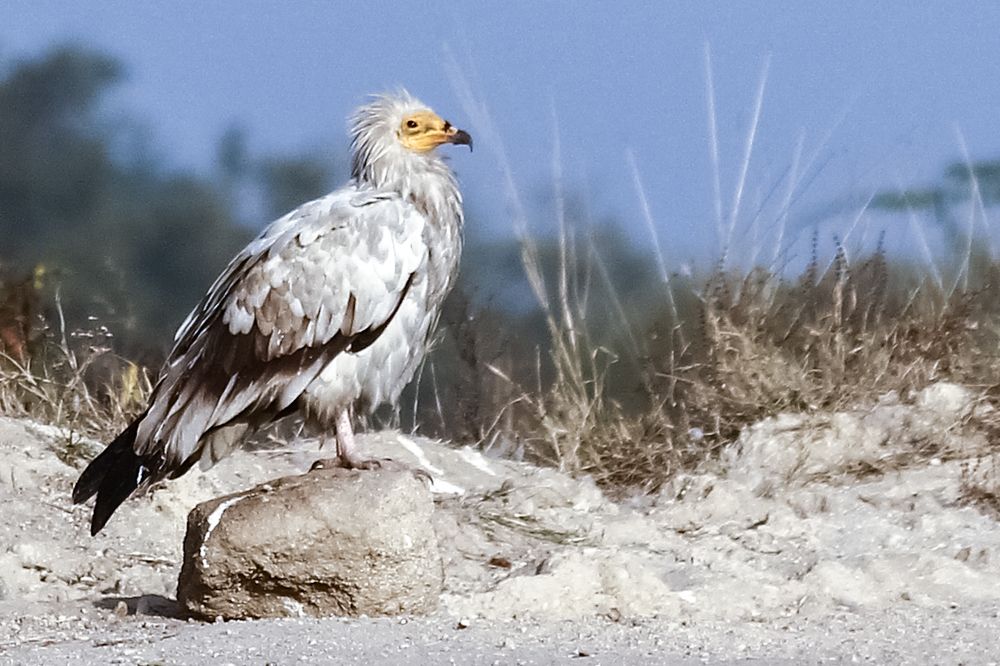 Photograph by Chintan Vyas