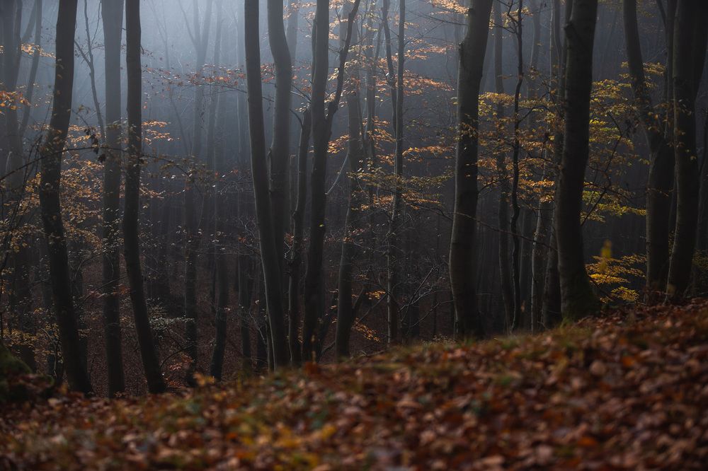 Фотография автора Tomas Kozel