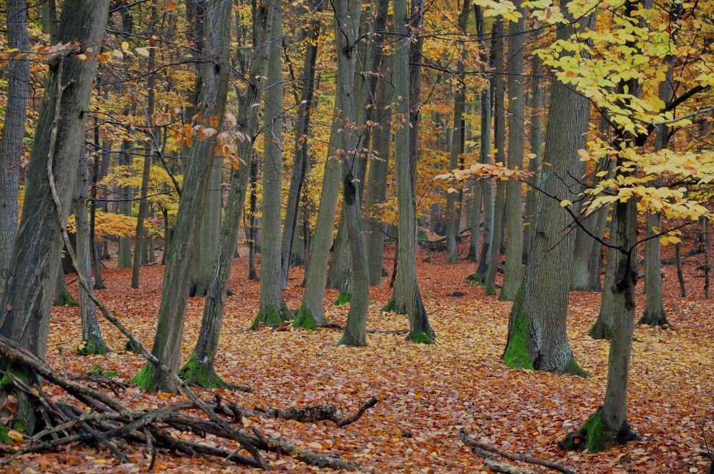 Photograph by Лысых Галина