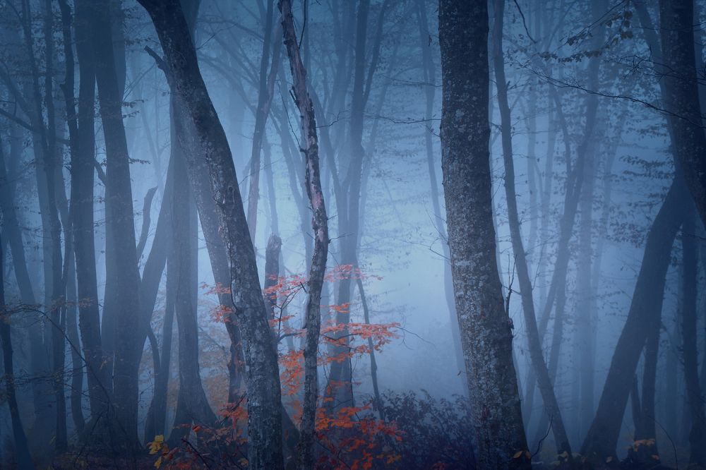 Photograph by Шипунова Ирина