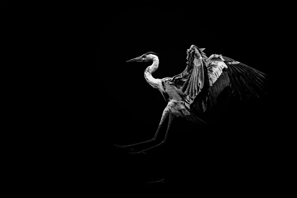 Grey Heron Fine Art