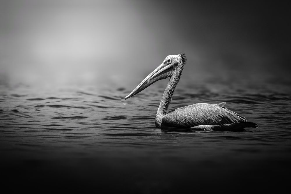 Spot-billed Pelican