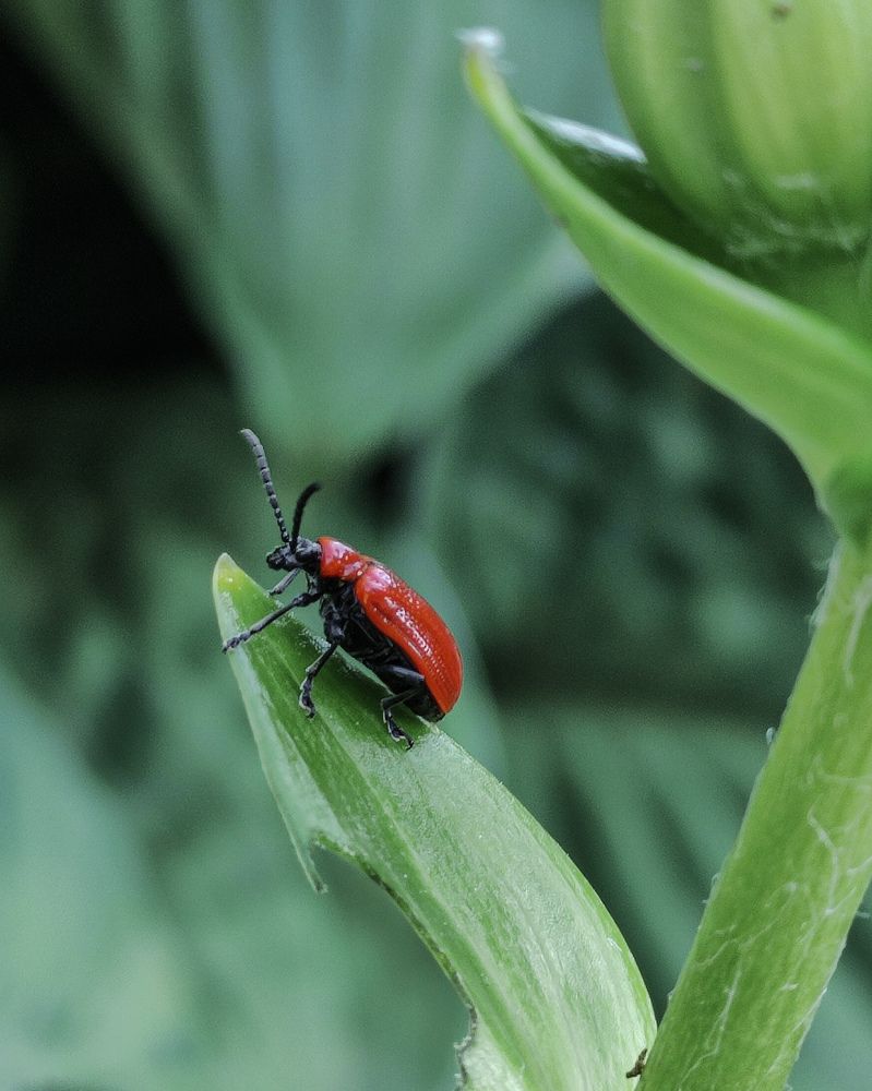 Лилейная трещалка