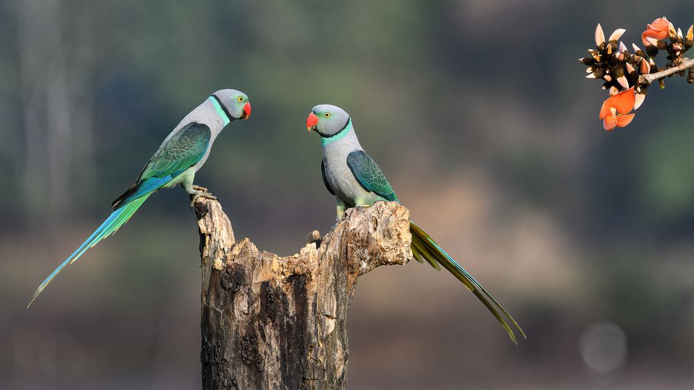 Photograph by Basavaraj M