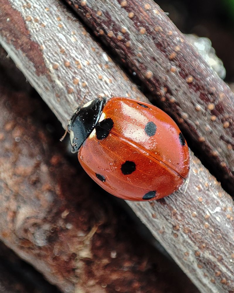 Божья коровка