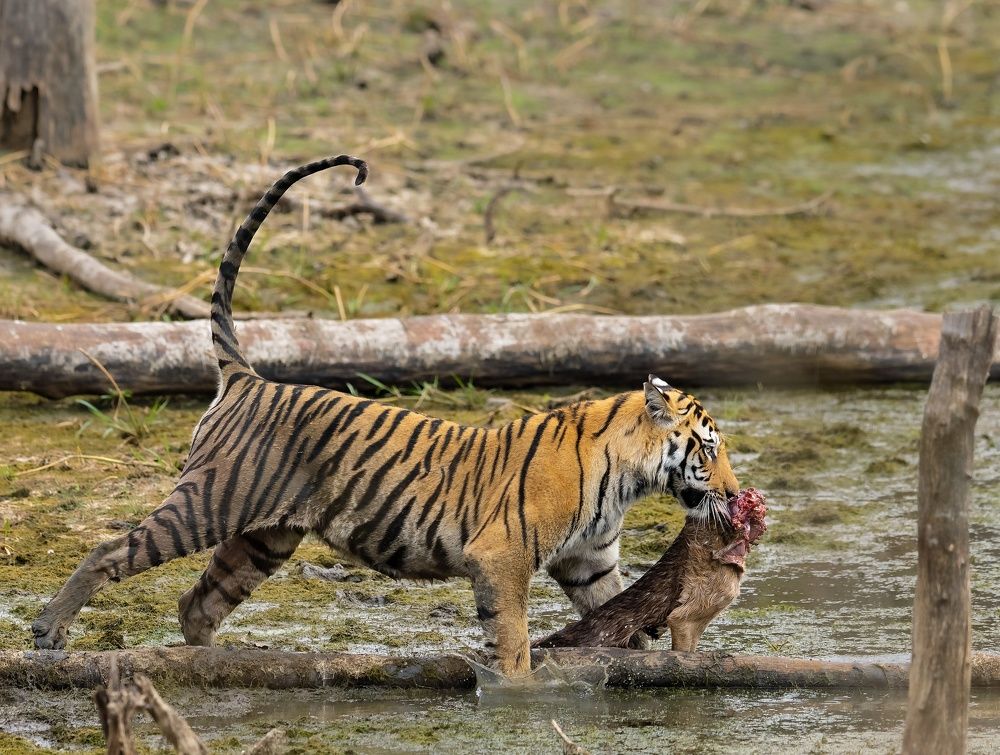 Photograph by Prashant Singh