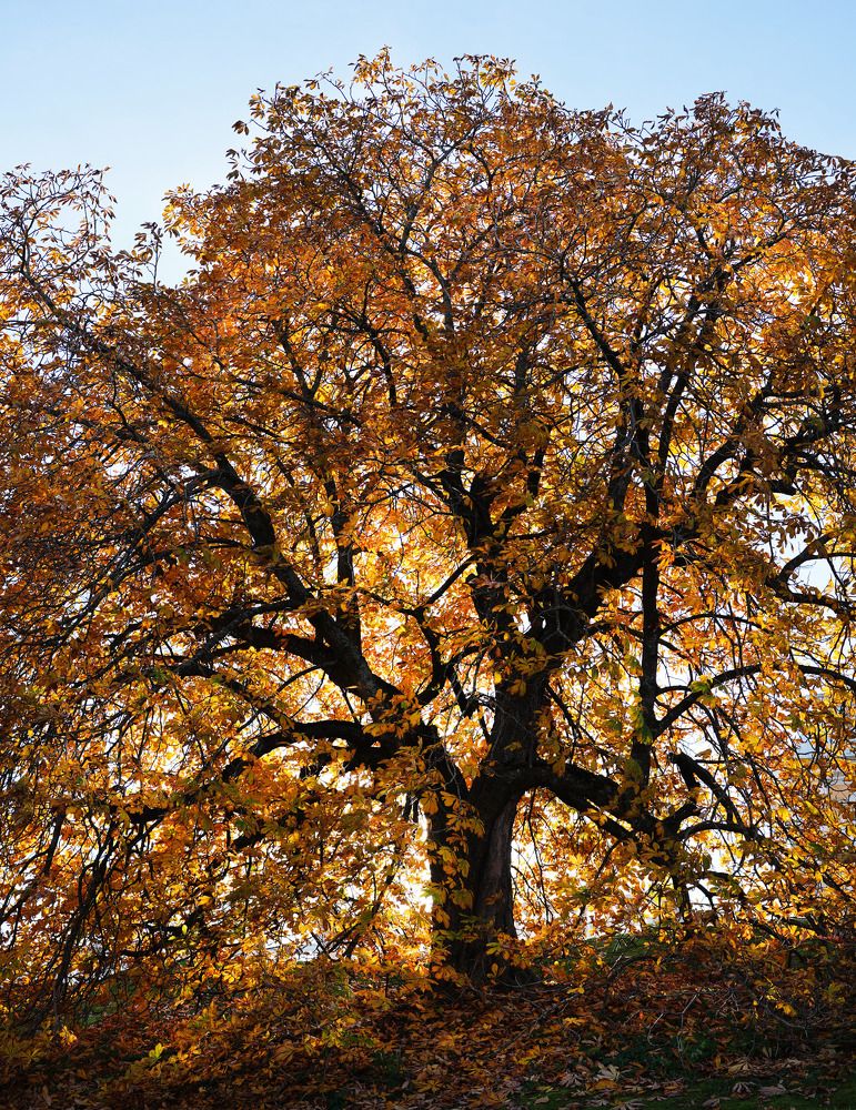 Фотография автора Ирина Кокшарова