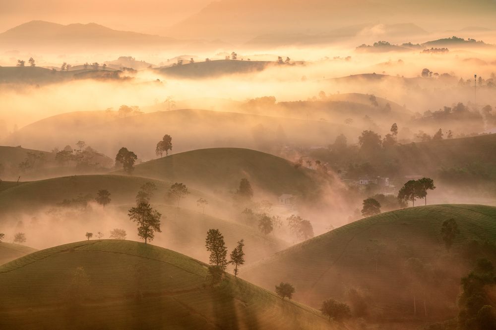 Phu tho hill tea in the early morning.