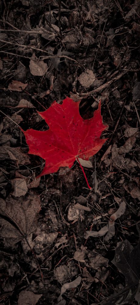 Photograph by Александра Храмцова