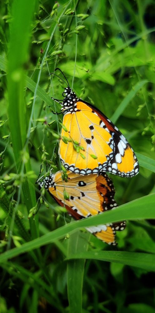 Photograph by Vishnu Prasad