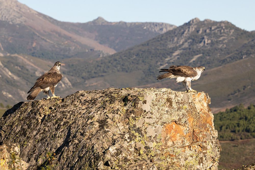 Couple Bonelli's eagle