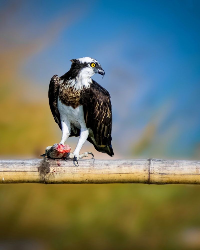 Photograph by Pratyayee Dutta