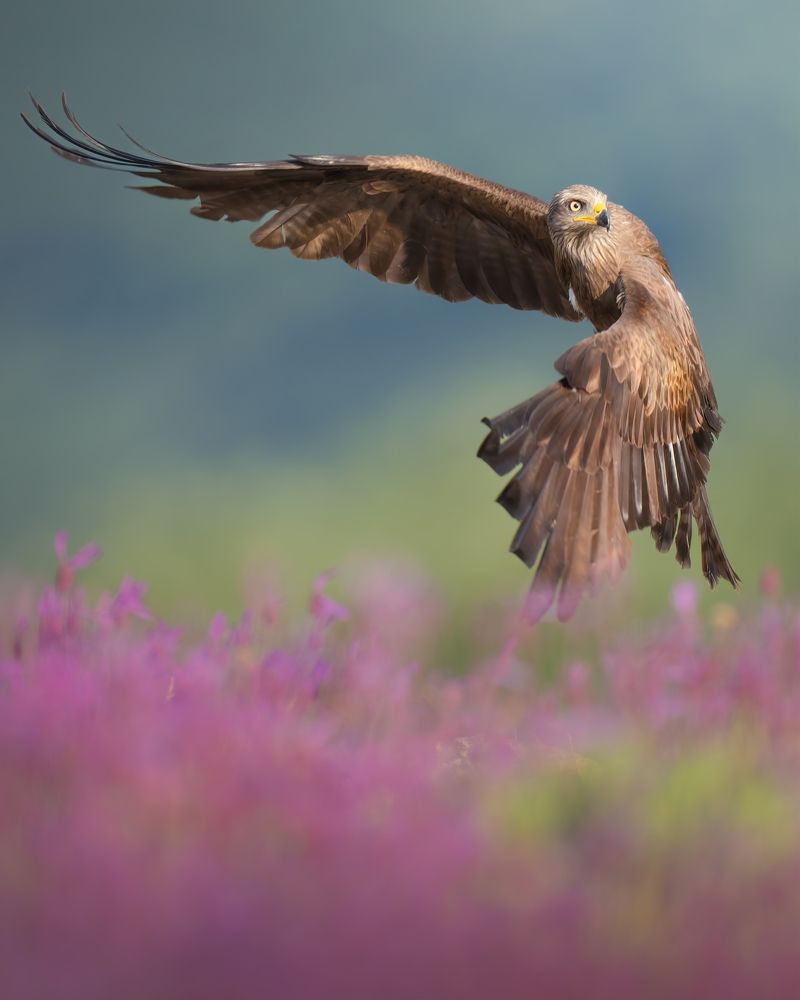 Photograph by Alexandra Surkova