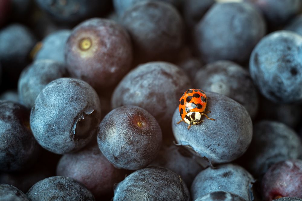 Photograph by Анна Зеленая