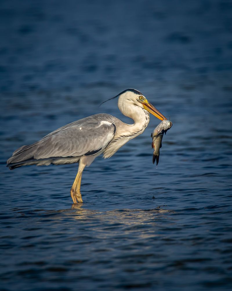 Photograph by Tharshan Thangavel