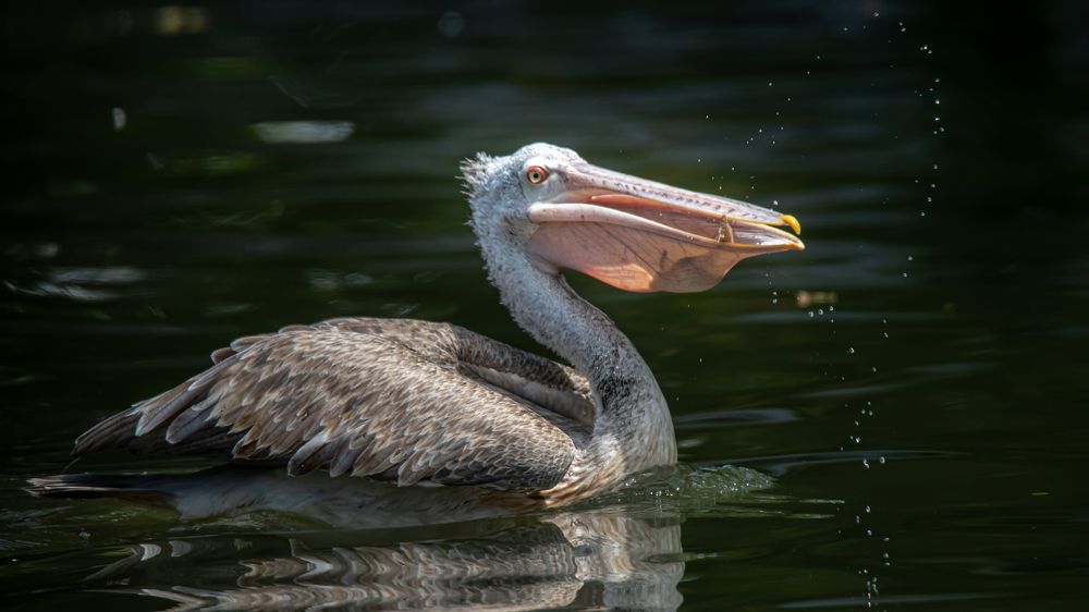 Photograph by Tharshan Thangavel