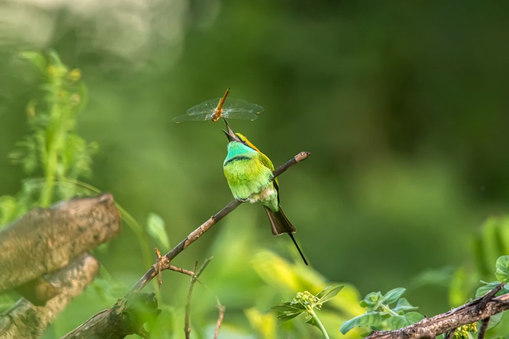Bee - eater