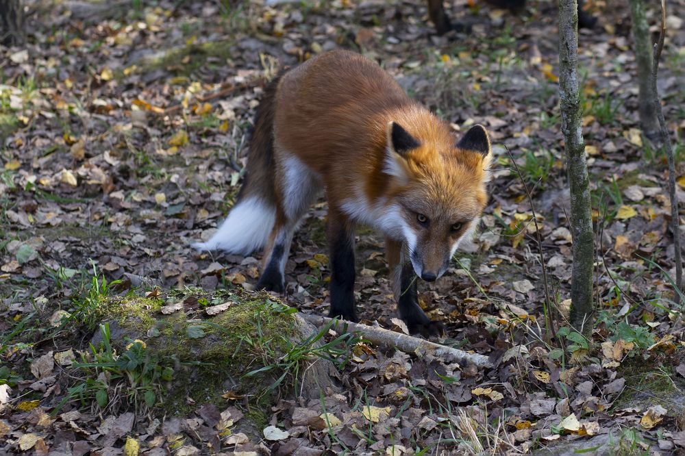 Photograph by Svetlana Karnauh Карнаух