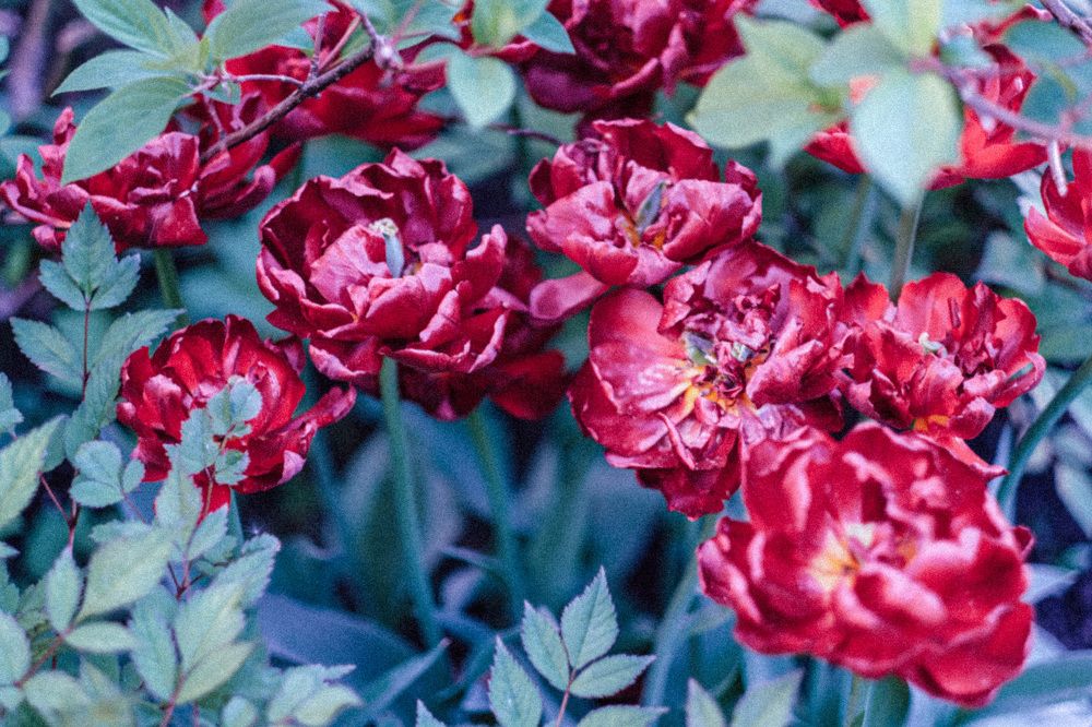 Photograph by Наталья Молоткова