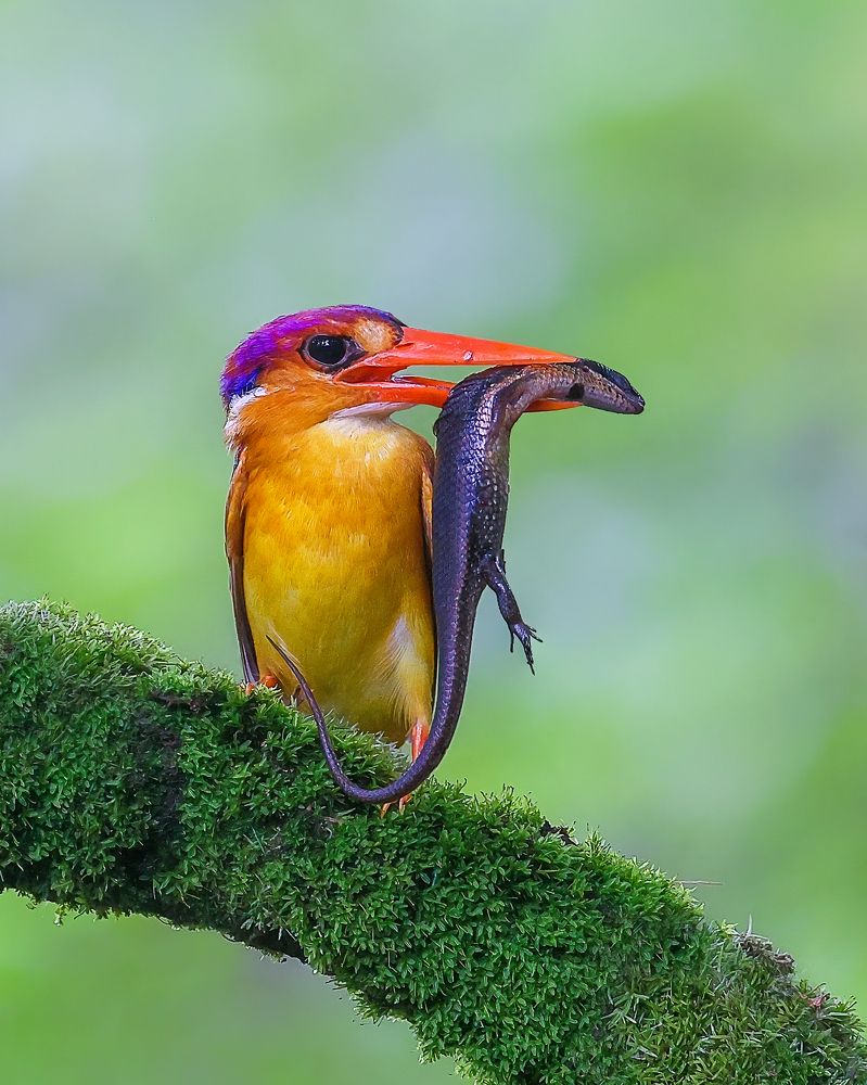 Photograph by Arindam Saha